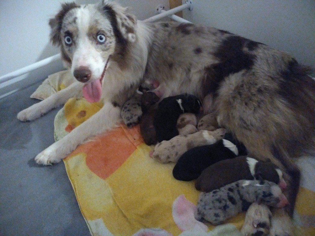 chiot Berger Américain Miniature  Des Flamboyants Du Lagon